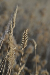 Fototapeta premium Crested Wheatgrass in the sage brush steppe ecosystem in Eastern Oregon