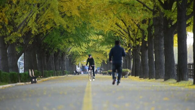 ASAN,SOUTH KOREA - NOVEMBER 11, 2018 : People walking on Asan Gingko Tree Road in Seoul,South Korea.
