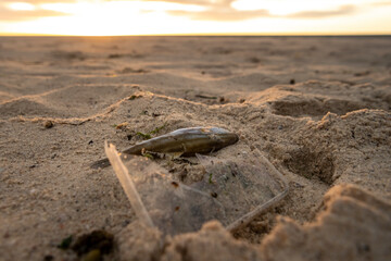 Rubbish by the Sea, Sydney Australia