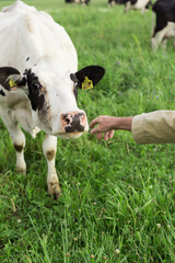 cow in a grass field