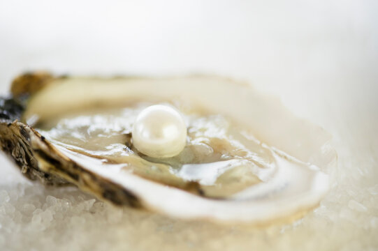 Studio shot of oysters and pearl