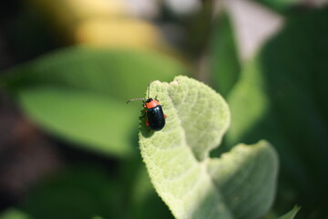 Insecto