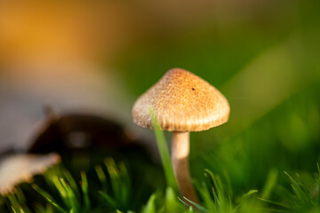 Mushroom Portrait