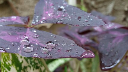 rain drops on a flower