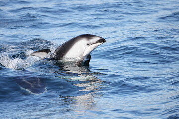 Obraz premium Pacific White Sided Dolphin 