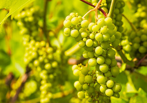 White grapes growing in vineyard