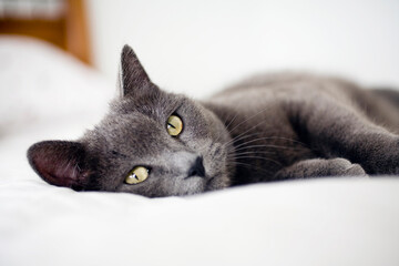 Close-up of gray cat