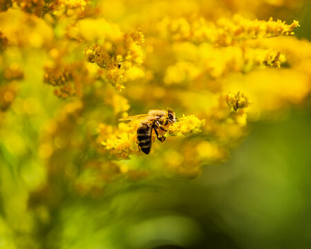 Honey bee perching on yellow flower - Powered by Adobe