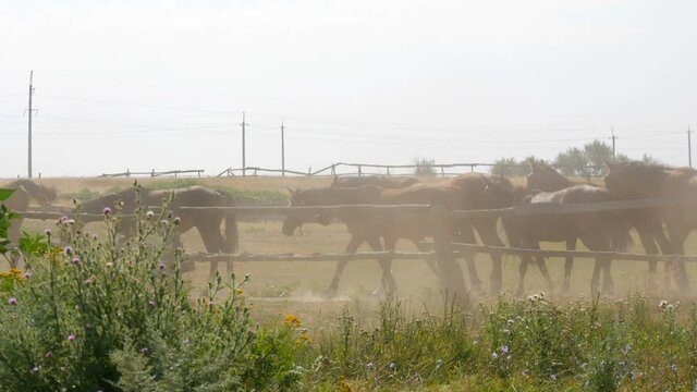 Large herd of horses in a paddock in the dust in summer on a walk at a stud farm or farm.