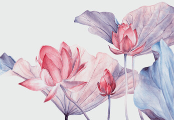 Set of Watercolor Illustration two Lotus isolated on white background.