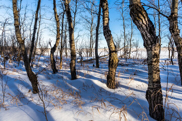 Trees in Snow
