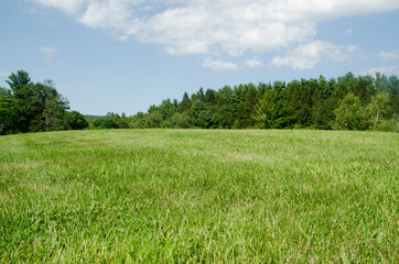 Green meadow