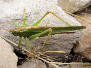 Great green bush cricket (Tettigonia viridissima) outside