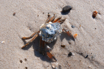 Gemeine Strandkrabbe
