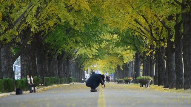 ASAN,SOUTH KOREA - NOVEMBER 11, 2018 : People walking on Asan Gingko Tree Road in Seoul,South Korea.