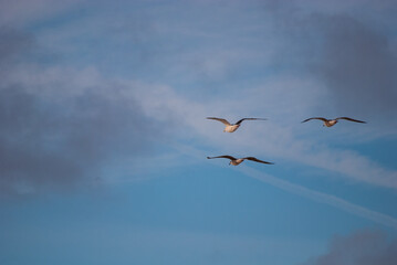 Dream Team / Möwen im Flug