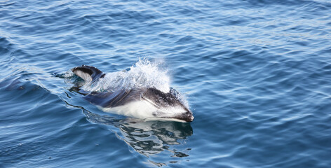 Pacific White Sided Dophin