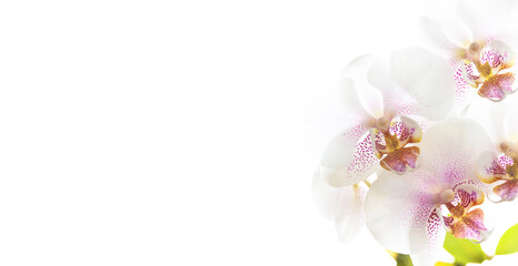 Obraz na płótnie Canvas white orchid flower isolated on white background