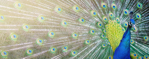 background with peacock feathers and light effects