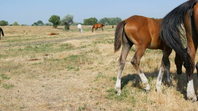A large horse and a foal stand in the herd at a stud farm.