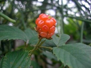 fruta amora silvestre - rubus fruticosus  