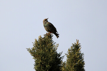 European starling on cypress