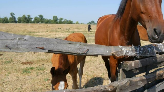 A large horse and a foal stand over a fence at a stud farm.