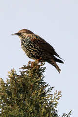 European starling on cypress