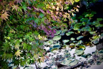 green moss on the stone
