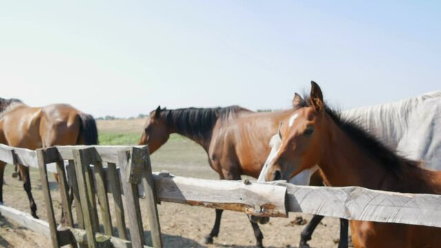 A large adults horses stand over a fence at a stud farm.