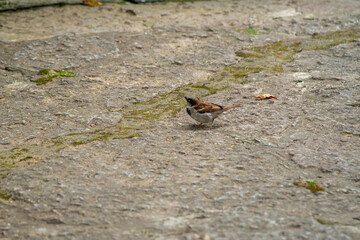 Bird on stone floor with a fallen leaf