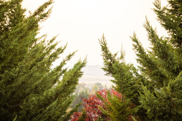 Obraz premium morning in the forest