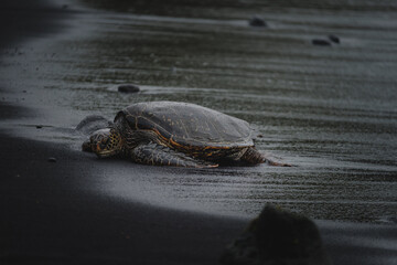 a turtle on a beach