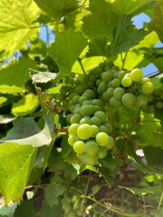 grapes on vine