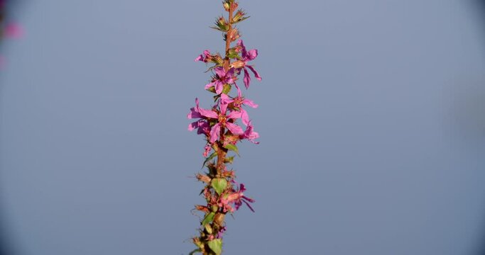 Flowers of the Lythrum salicaria, or purple loosestrife on the Mrežnica River