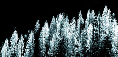 Beautiful white christmas trees isolated on a black background. White trees covered with snow, panorama view.