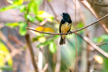 Male of Yellow-bellied Seedeaterr also know as 