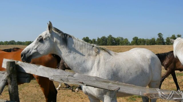 A large adults horses stand over a fence at a stud farm.