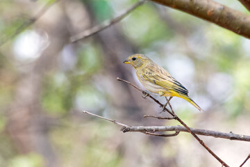 A Saffron Finch also known as Canario is a yellow bird typical of the south-central region of Brazil. Species Sicalis flaveola. Birdwatcher. Cerrado.