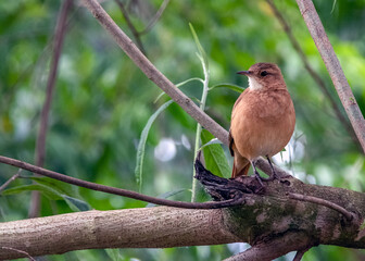 A Rufous Hornero perched top in a tree. Species Furnarius rufus also know Joao de Barro. The bird that builds its house from clay to procreate. The national symbol of Argentina. Birdwatcher.