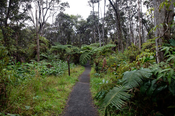 a path through a forest