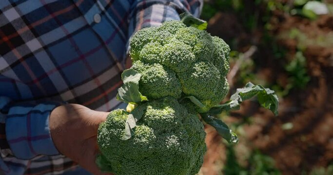 Farmer hands holding organic broccoli on a farm