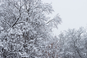 Snow on the branches of trees and bushes after a snowfall. Beautiful winter background with snow-covered trees. Plants in a winter forest park. Cold snowy weather. Cool texture of fresh snow.