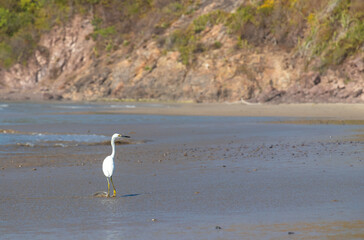 white heron looking for food on the beach