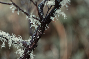 a close up of a tree branch