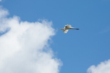A Great Egret flying in the blue sky. Species Ardea alba. Animal life. Birdwatcher. Cerrado