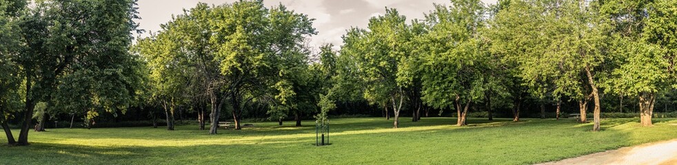 Panorama shot of fruit trees in free camnping place in usa national forest