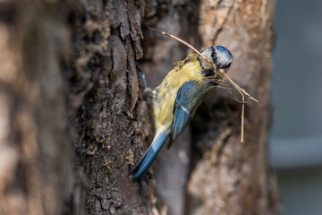 Blaumeise beim Nestbau