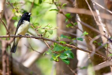 The Shiny Cowbird also Know Chupim. All the beauty and the presence of the most typical black bird in Brazil. Species Molothrus bonariensis. Birdwatcher
