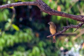 Rusty-collared Seedeater also know as Marsh Collar or 